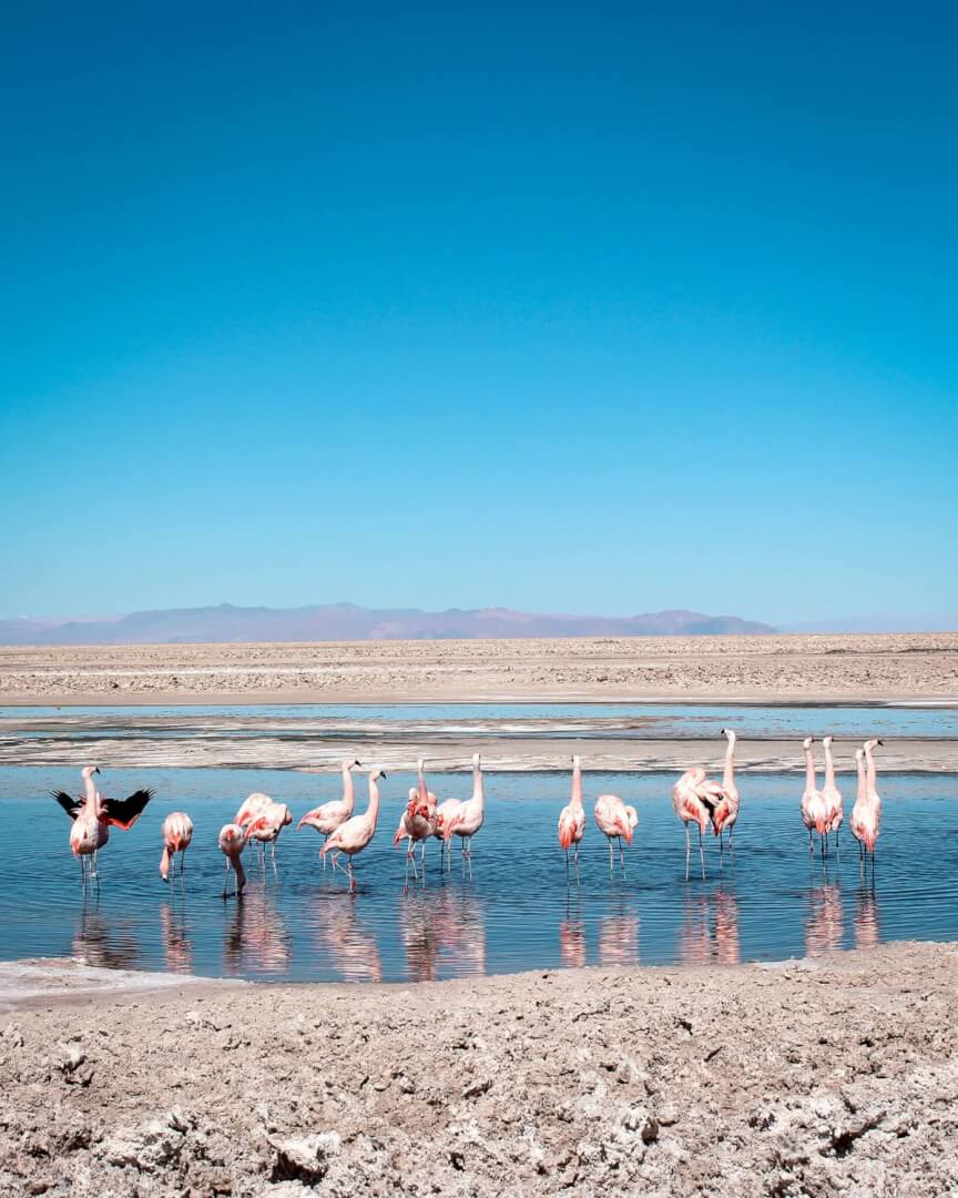 Atacama Fantástico - Com Festa de San Pedro e San Pablo
