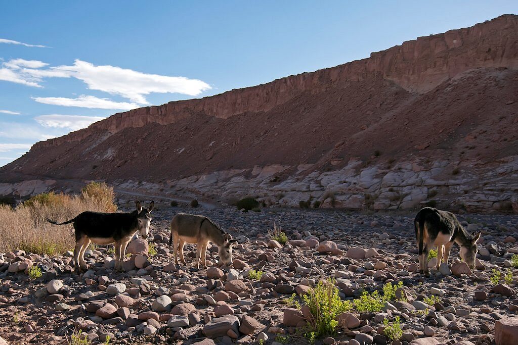 Atacama Fantástico - Com Festa de San Pedro e San Pablo